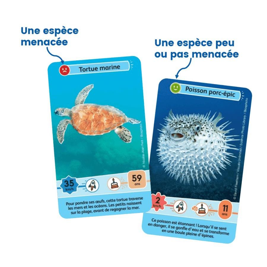 Défis nature junior - merveilles de la mer – Image 6