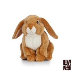 Lapin bélier français (3 coloris) – Image 3