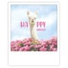happy birthday lama