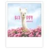 happy birthday lama