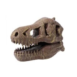 Museum Skull T-Rex – Image 3