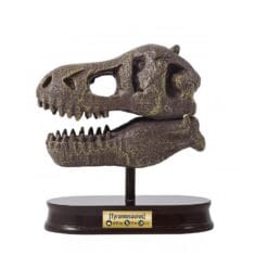 Museum Skull T-Rex – Image 4