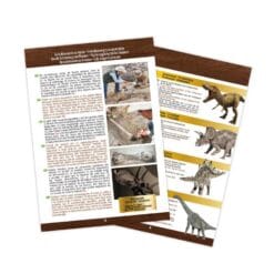 Museum Skull T-Rex – Image 5
