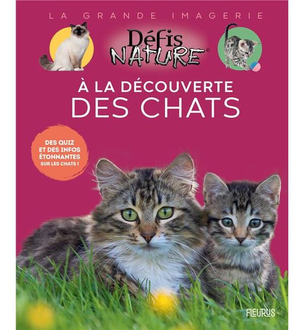 A la découverte des chats