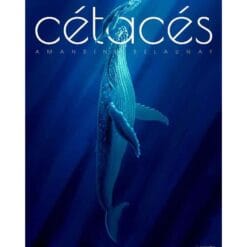 Cétacés