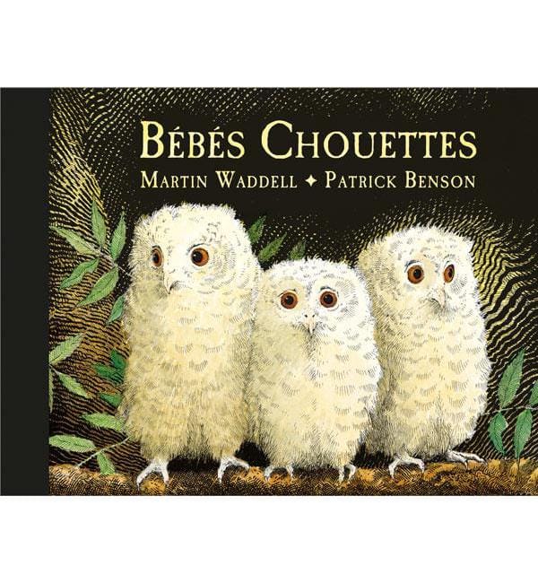 Bébés Chouettes